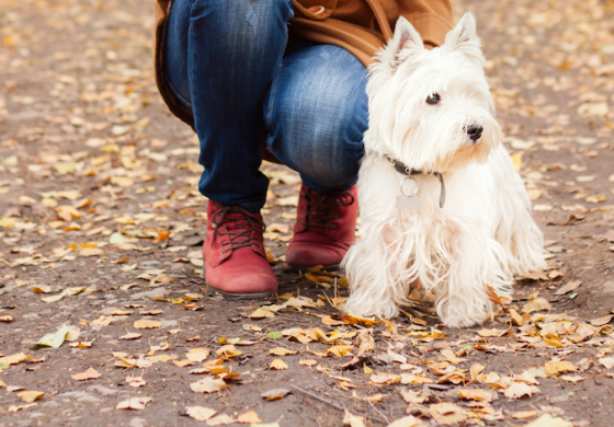 PRENOTA: Doggy Tour a Crespi d'Adda, sabato 9 marzo h15:30